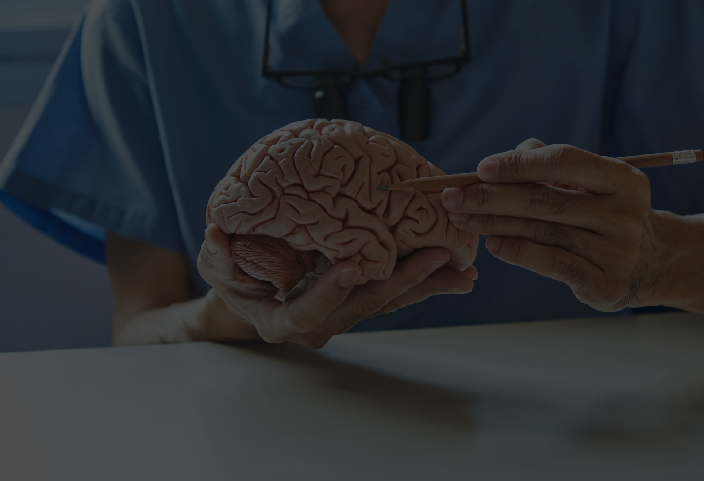 Person holding a model of a brain.