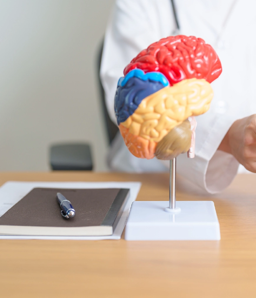 Colorful brain model on a desk.